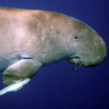 Dugong in Marsa Alam Port Ghalib