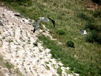 Albatross and gull: different in size